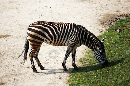 斑马哺乳动物黑色公园脖子荒野游戏草原马属动物野生动物背景图片