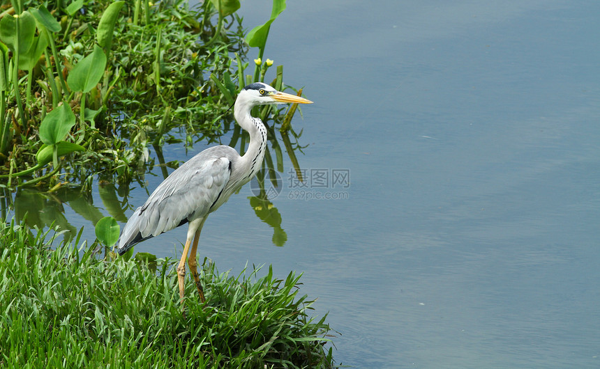 灰色 Heron Pose图片