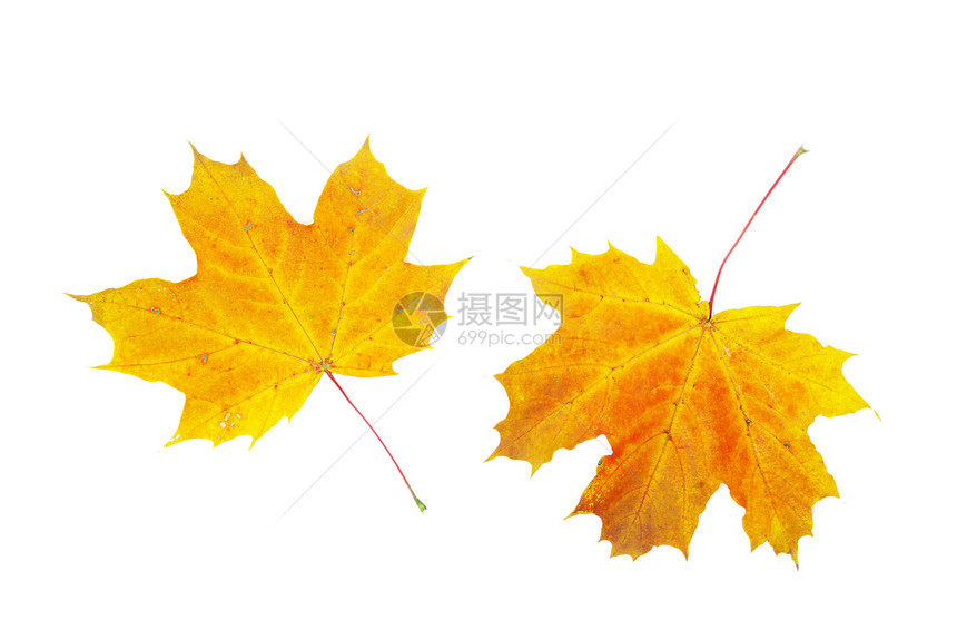 秋叶落叶季节白色树木桌面橙子叶子季节性纹理黄色图片