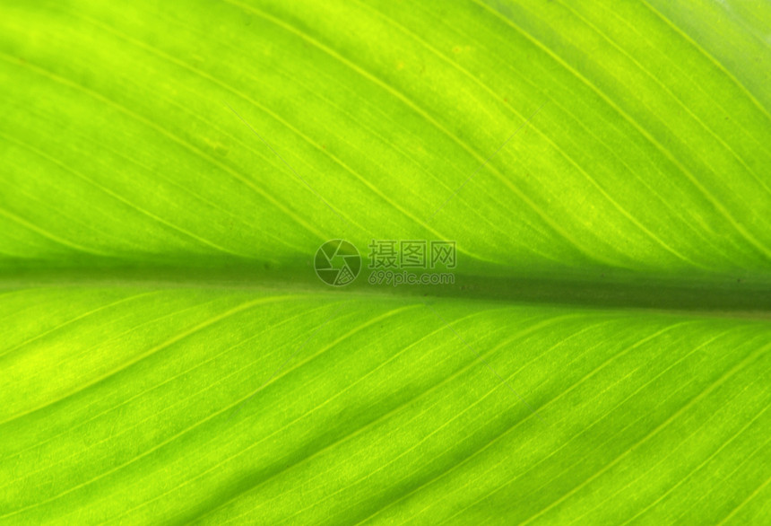 叶子光合作用环境宏观植物生态脉络生活绿色戏剧性植物群图片