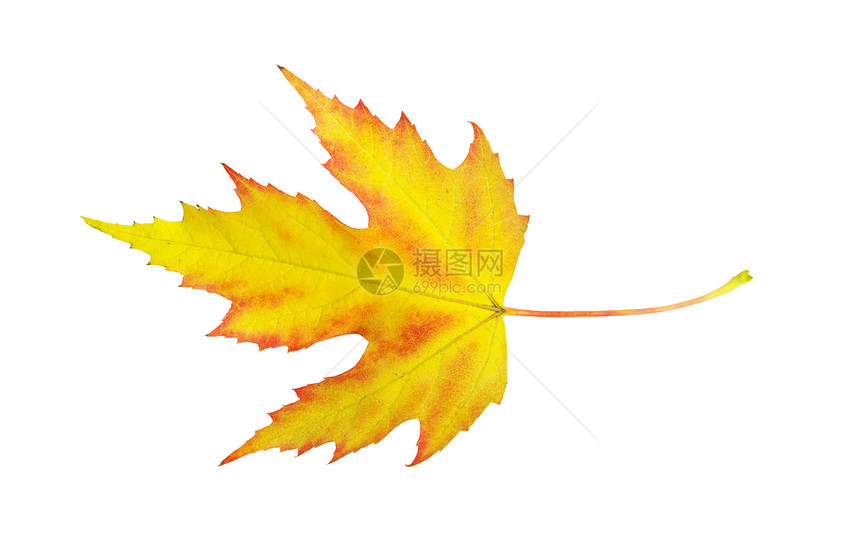 秋叶树木叶子落叶植物学纹理橙子季节森林黄色季节性图片