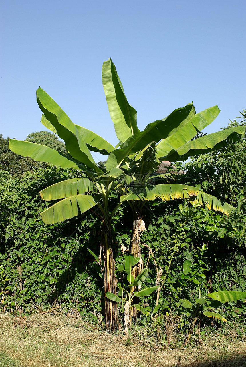 埃塞俄比亚棕榈树植物群荒野灌木衬套植物森林木头风景热带塔纳图片