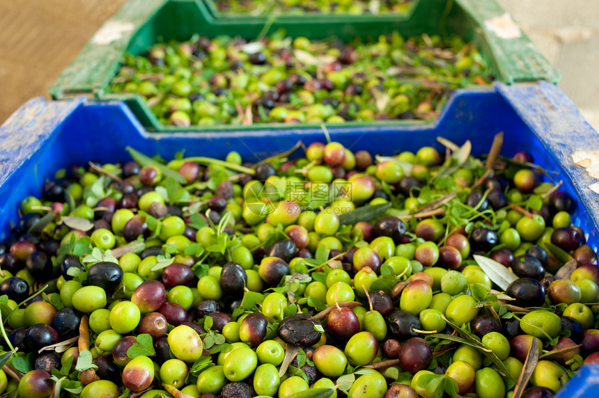 橄榄水果农业生产水平种子采摘盒子收成图片