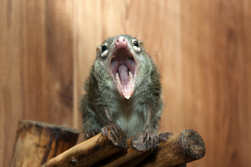 图帕亚 glis老鼠晶须野生动物毛皮栗鼠宏观森林脊椎动物荒野动物图片