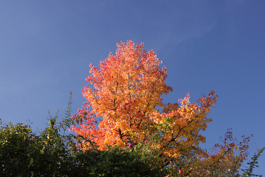 秋天用红叶和橙叶森林植物阳光金子红色公园活力季节黄色季节性图片