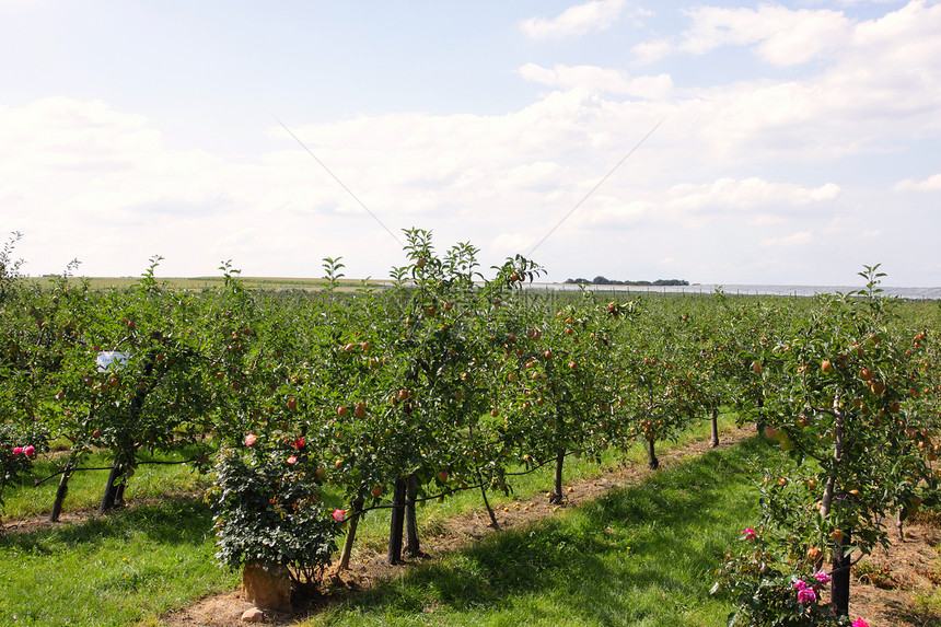 夏季的苹果果园 上面覆满多彩苹果季节收成树叶园艺生长花园植物天空饮食生产图片