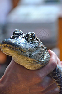 婴儿鳄鳄鲢泉大海宝宝鳄鱼背景图片