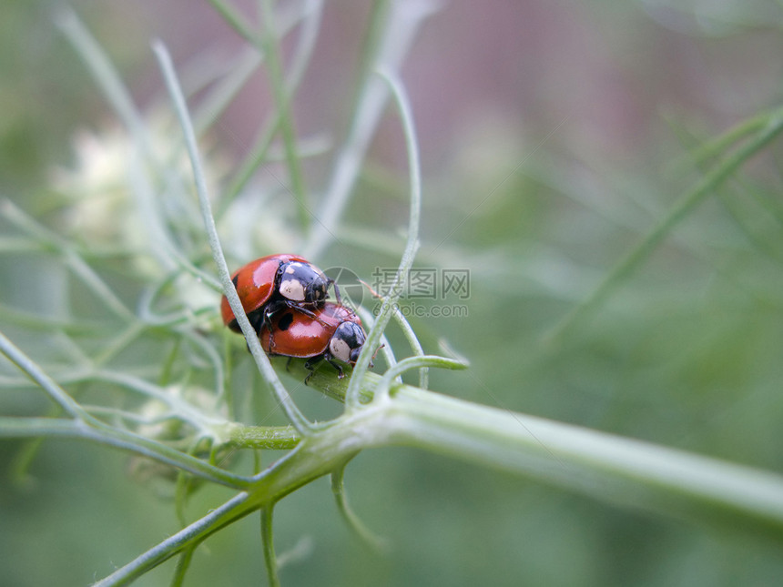 昆虫甲虫宏观黑色红色叶子白色翅膀夫妻绿色花园瓢虫图片