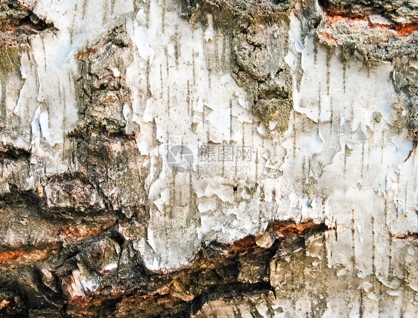 伯赫背景背景日志地面橡木硬木树干宏观墙纸森林材料木头图片