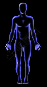 男性人体解剖立体背景解剖学男人插图x光黑色背景图片
