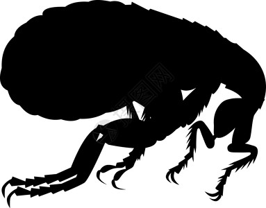 跳蚤光影寄生虫昆虫害虫动物高清图片