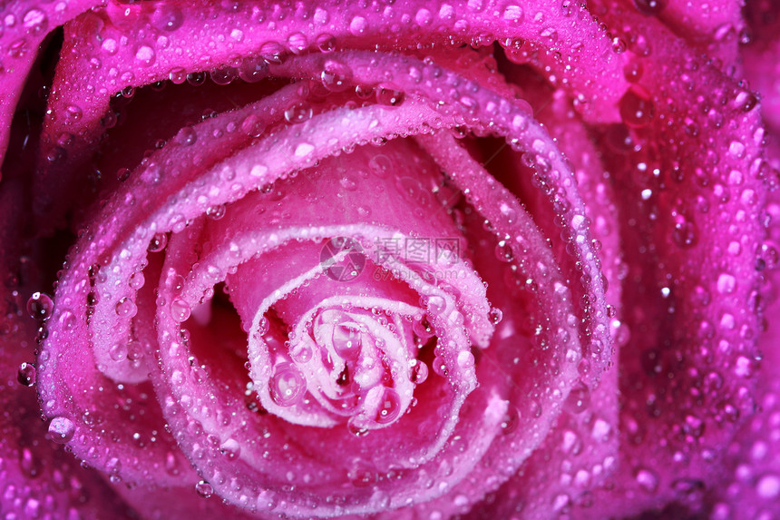 粉红玫瑰花宏观礼物玫瑰图片