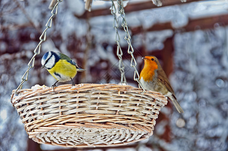 喂养鸟类野生动物食物蓝色花园羽毛红色背景图片