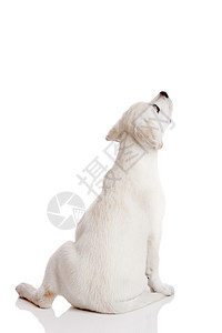 犬嵴拉布拉多犬放松图片素材