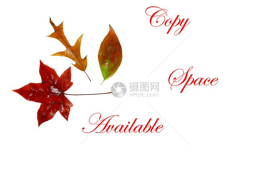 秋叶落叶花园天气植物学植物快乐红叶季节核桃木橡木梧桐树图片