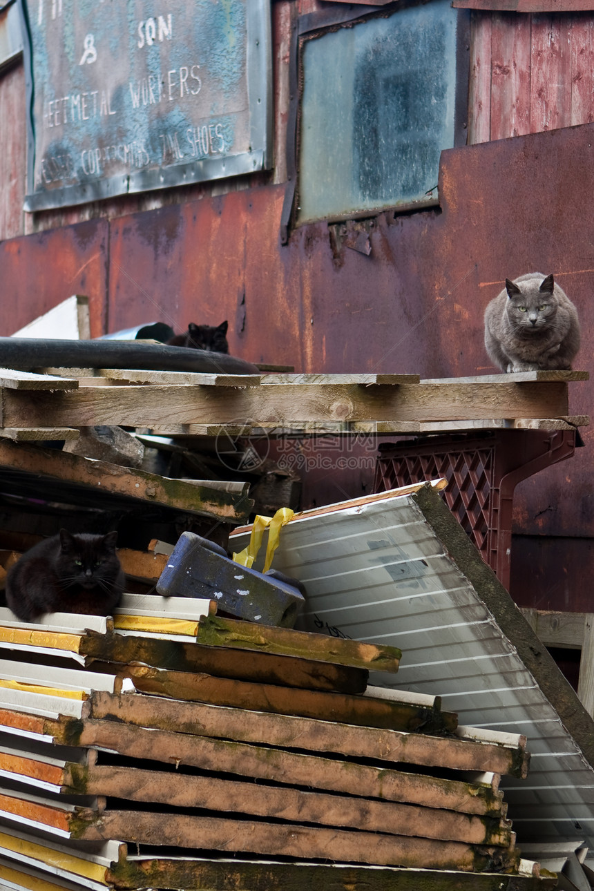 废料场垃圾倾倒宠物流浪衰变木头金属塑料图片
