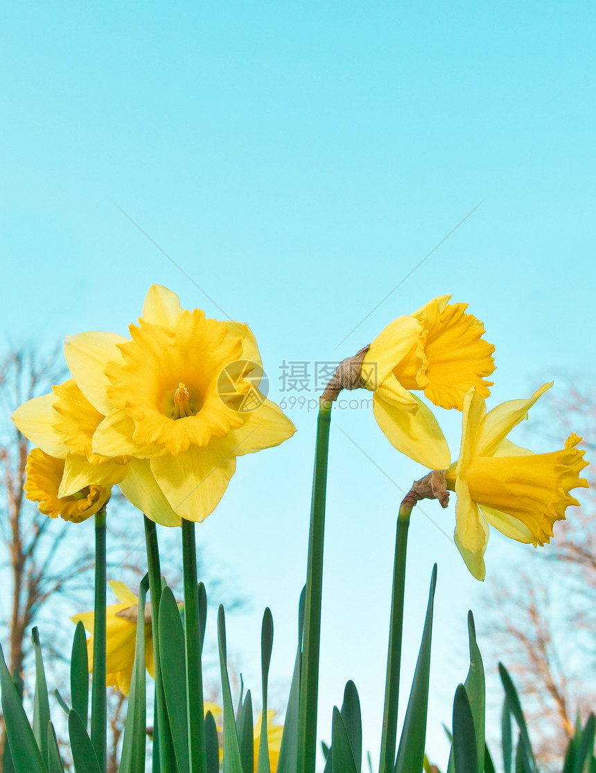 水花类叶子草地公园水仙花水仙园艺花园环境植物群蓝色图片