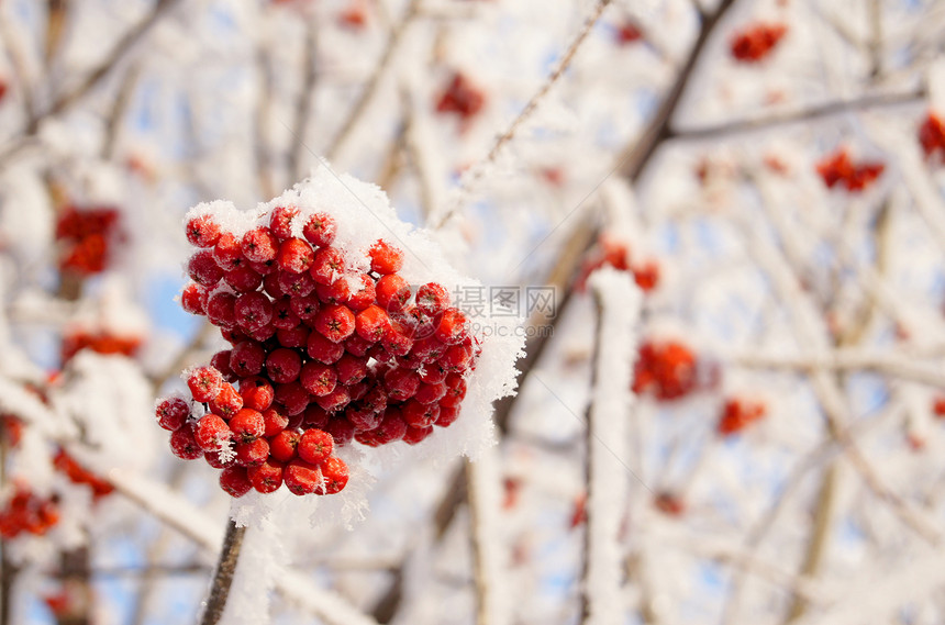 冬季冷冻的草莓冻结红色白色图片