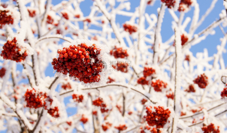 冬季冷冻的草莓冻结红色白色图片