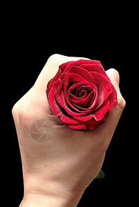 红玫瑰红色花瓣植物树叶黑色背景图片