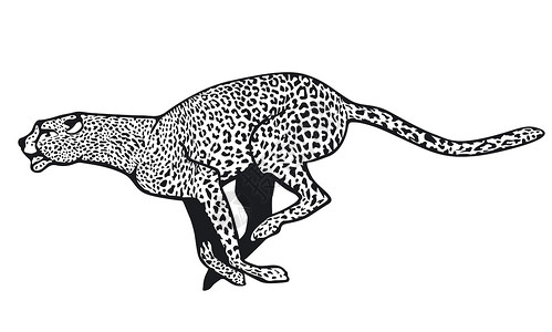猎豹短跑获奖者荒野速度插图绘画捕食者跑步野生动物运动员背景图片