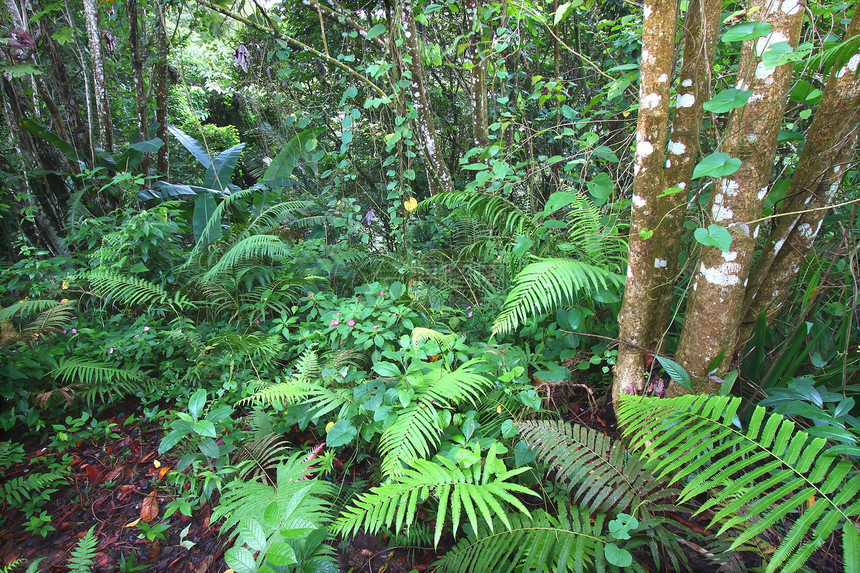 Toro Negro雨林波多黎各自然资源雨林生活植物资源生物学叶子蕨类公园里科图片