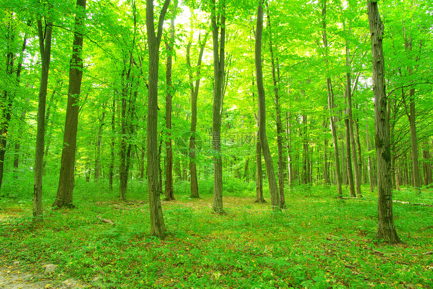森林生态公园绿色植物环境天堂阳光床单图片