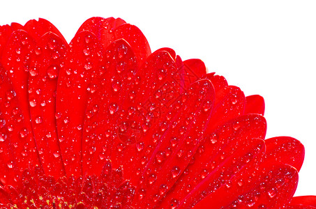 雪花花雏菊植物学花瓣植物白色波纹洪水生长格柏红色背景图片