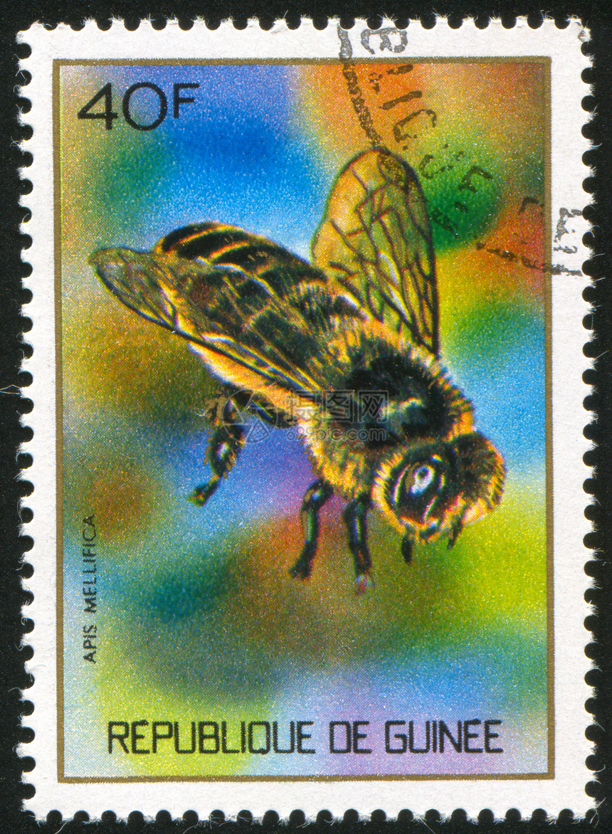 蜜蜂飞行海豹邮资翅膀腹部动物集邮漏洞动物群信封图片