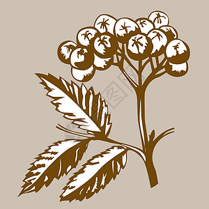 棕色背景的河边草莓 矢量说明夹子黑色白色艺术品植物衬套草图浆果床单插图背景图片