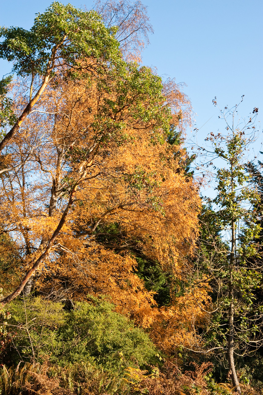 华盛顿公园阿博雷图季节性植物植物园树木叶子季节植物学公园图片