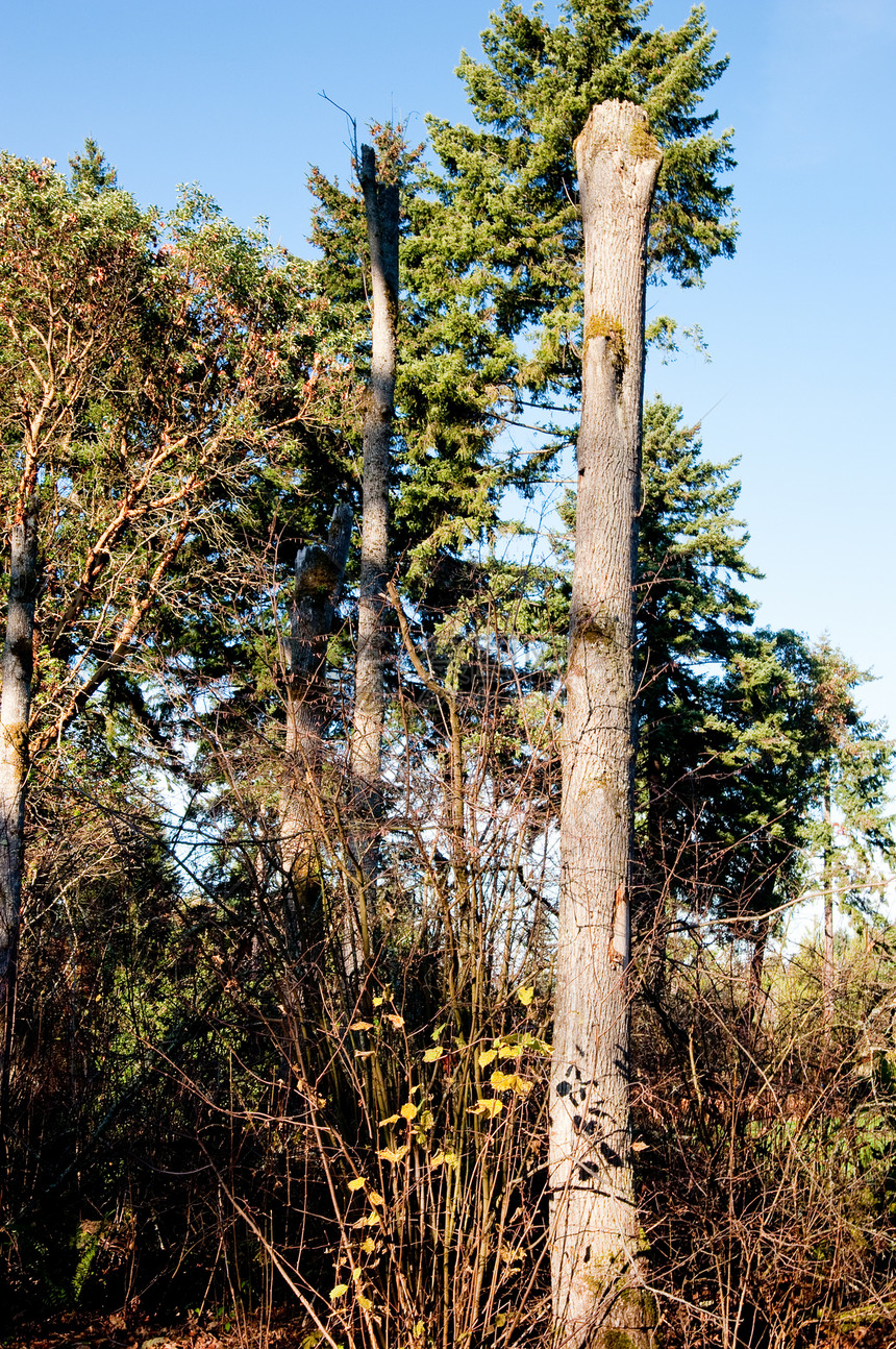 华盛顿公园阿博雷图季节性树木植物学植物公园季节植物园叶子图片