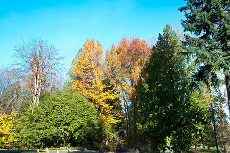 华盛顿公园阿博雷图植物园树木植物学季节公园季节性植物叶子背景图片