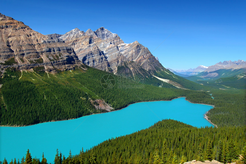 加拿大佩托湖国家风景林地爬坡针叶树植被荒野蓝色森林植物图片