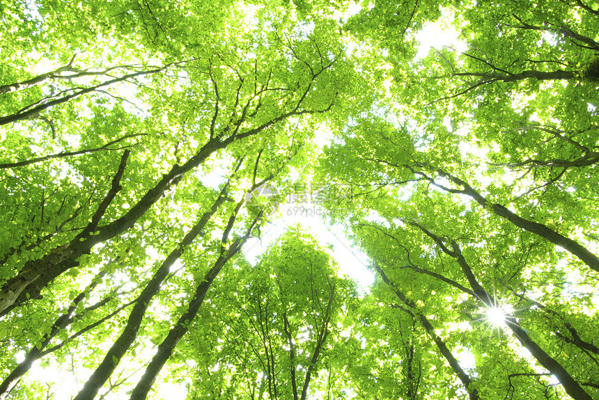 森林床单公园阳光绿色植物生态天堂环境图片