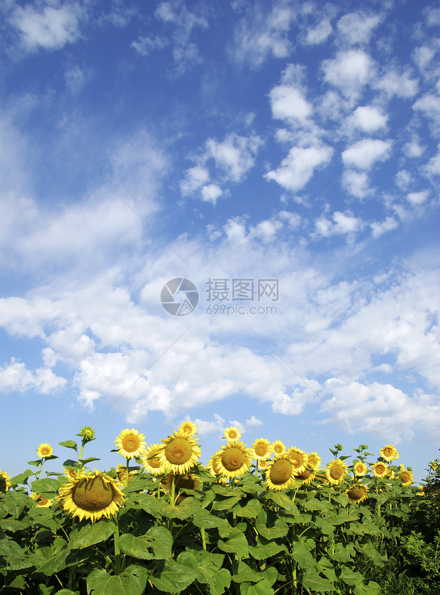 向向向外字段向日葵种植园农场黄色场地乡村晴天地球植物天空图片