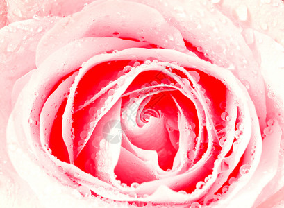 白玫瑰花玫瑰环境花瓣生长宏观液体叶子水分背景图片