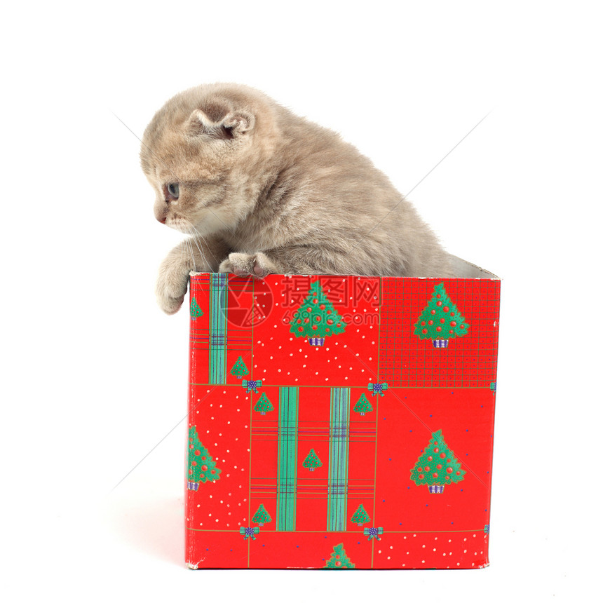 礼品盒中的猫宠物惊喜金子家庭生日小猫盒子爪子动物猫科图片