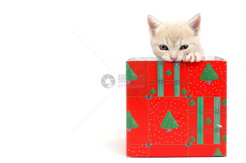 礼品盒中的猫惊喜家庭展示生日小猫金子星星婴儿猫科盒子图片
