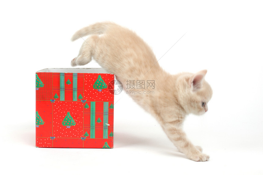 礼品盒中的猫猫咪宠物盒子生日展示动物金子惊喜星星婴儿图片
