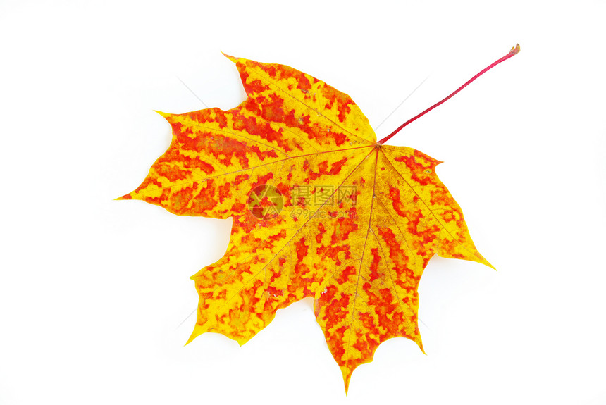 秋叶白色黄色季节性季节森林公园桌面叶子树木植物学图片