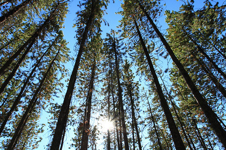 森林碳汇带太阳的松树木材针叶树森林树干绿色松果二氧化碳生态空气天空背景