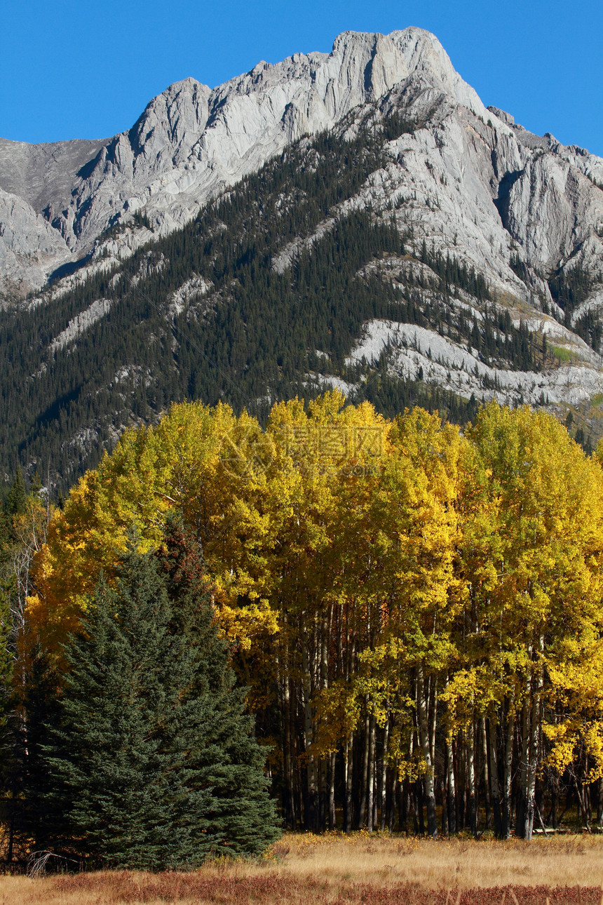 秋秋花树和山丘季节叶子高山白杨树山脉森林黄色树木树叶微风图片
