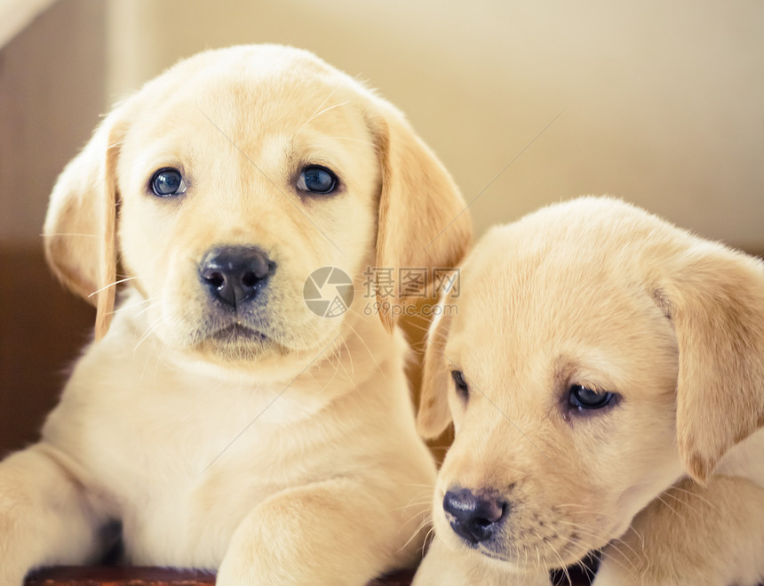 拉布拉多检索小狗宠物头发婴儿实验室动物说谎哺乳动物工作室伴侣棕色图片