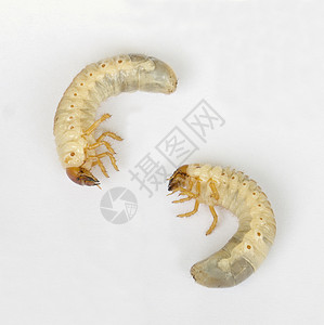 Cicada 幼虫体背景图片