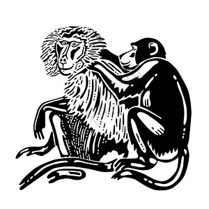 猴子划痕栽培动物灵长类背景图片