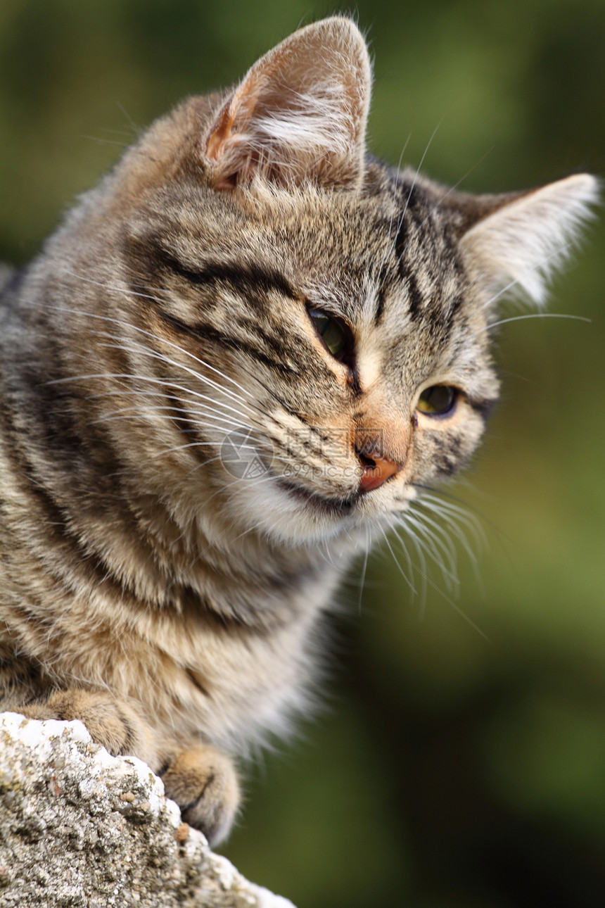 以自然背景为背景的家猫近视肖像头发猫科胡须浣熊动物鼻子胡子虎斑宠物注意力图片