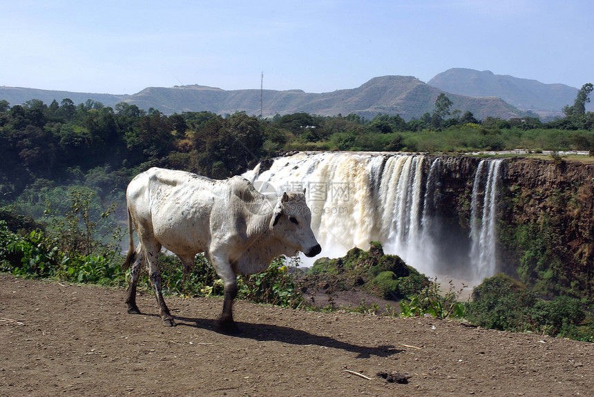 埃塞俄比亚的瀑布动物奶牛蓝色激流荒野风景图片