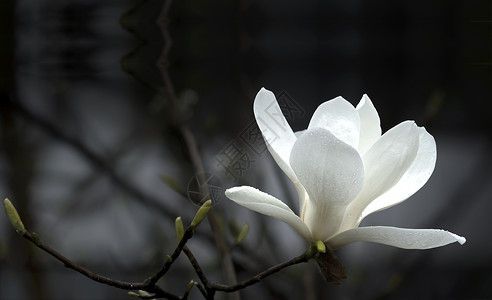 白色玉兰花瓣木兰花花花卉植物太阳玉兰图案摄影白色花园花瓣压痛背景