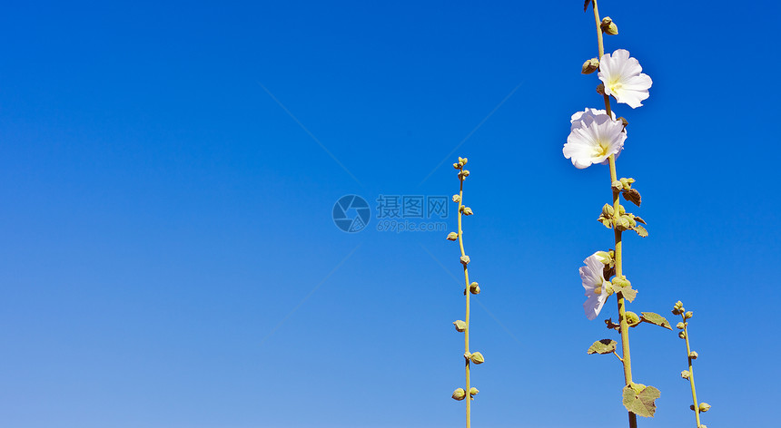 天空中美丽的花朵天气环境场景家庭蓝色奶牛荒野场地雪花植物群图片